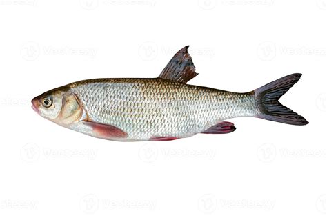 Freshwater fish ide 1106660 Stock Photo at Vecteezy