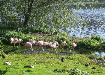 Harewood Bird Garden