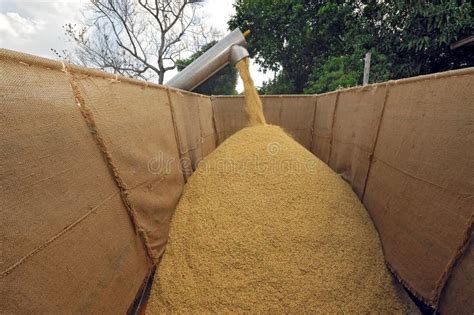 Harvest at rice field stock photo. Image of rice, machinery - 31792900