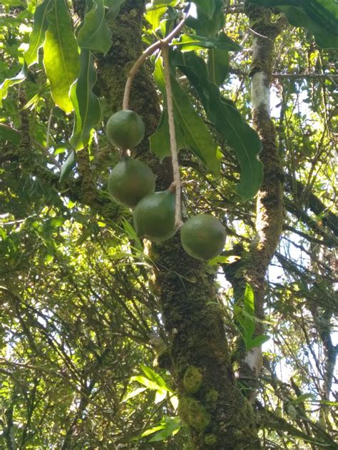 The History of Big Island Macadamia Nuts: The Long-Lived Bush Trees From Down Under That ...