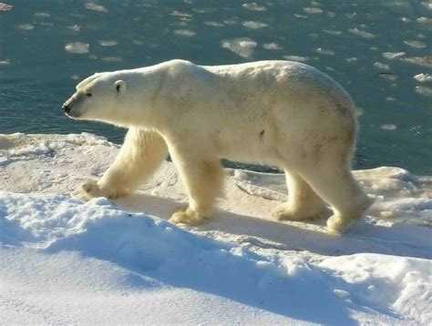 Polar Bear Wallpapers Images Photos Pictures Backgrounds