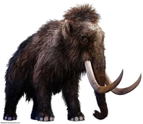 Woolly Mammoth Facts For Kids & Adults: Meet A Famous Ice Age Animal