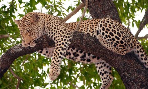 Leopard Sleeping On a Tree - Feline Facts and Information