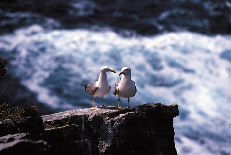 Wildlife in Asturias Natural Paradise - Where is Asturias