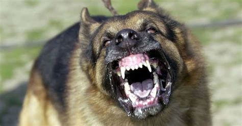 Scariest Dogs List | Types of Scary Dog Breeds