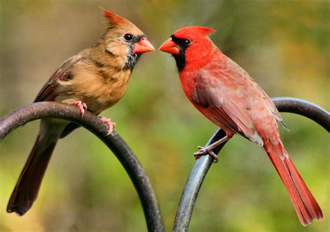 Cardinal Love Photograph by Kristin Elmquist