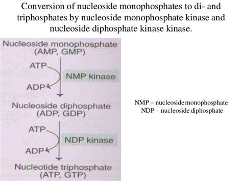 [Solved] A) How are nucleotide monophosphates are converted to nucleotide... | Course Hero