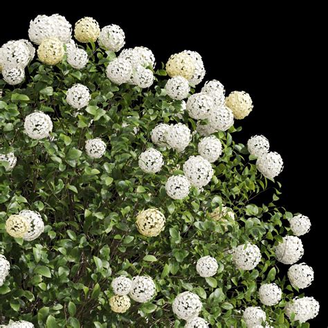 Viburnum Macrocephalum Bush Decorative001 - 3D Model for VRay, Corona