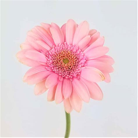 GERBERA DAISY- LIGHT PINK - Wholesale Bulk Flowers - Cascade Floral