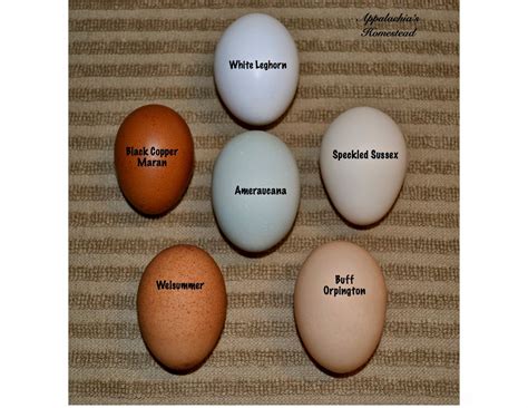 speckled sussex egg color - Google Search | Coloring eggs, Chicken egg colors, Chicken eggs