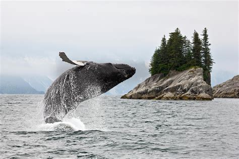 Alaska Whale Watching and Wildlife: Alaska Cruise Vacation | Royal Caribbean Cruises