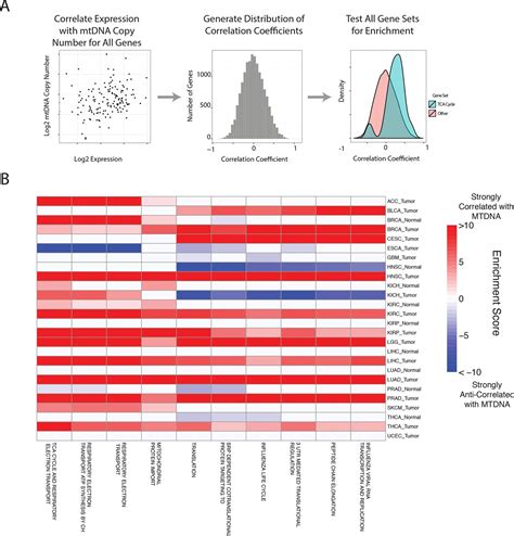 Mitochondrial DNA copy number variation across human cancers | eLife