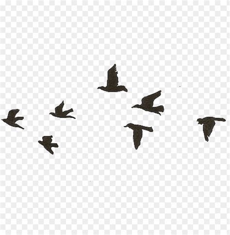 Free download | HD PNG flying birds gif transparent PNG image with transparent background | TOPpng