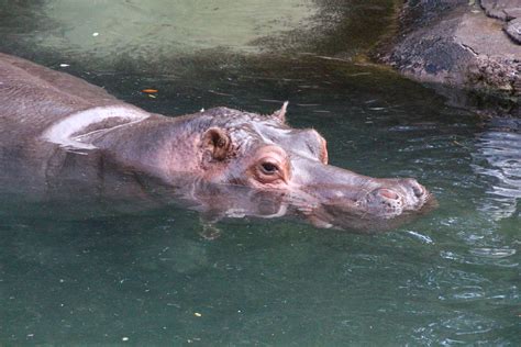 File:Disney-Animal-Kingdom-Hippo-7940.jpg - Wikimedia Commons