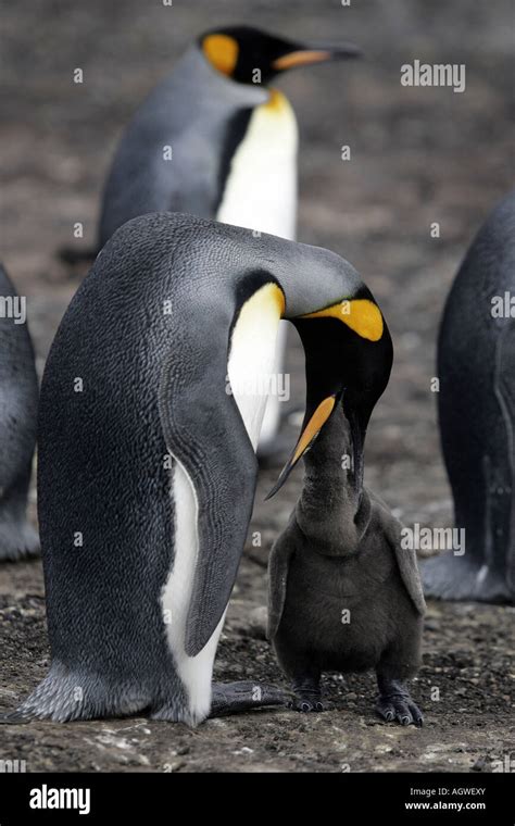 Mother feeding baby penguin High Resolution Stock Photography and Images - Alamy