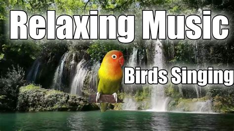 😴3 hours Relaxing Music with Birds Singing🐤Birds Chirping Soothing Sounds🍀🌳Forest sounds|Sleep ...