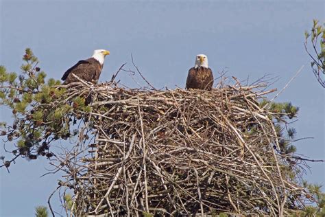 Eagles Birds Nest | www.pixshark.com - Images Galleries With A Bite!