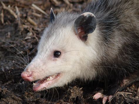 Opossum | The Nature of Delaware