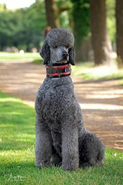 89 best Poodle Grooming Hairstyles images on Pinterest | Poodle grooming, Poodles and Standard ...