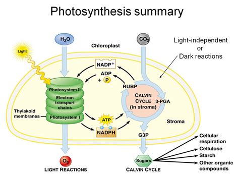 Will stopping the light-dependent phase of photosynthesis affect the light-independent phase ...