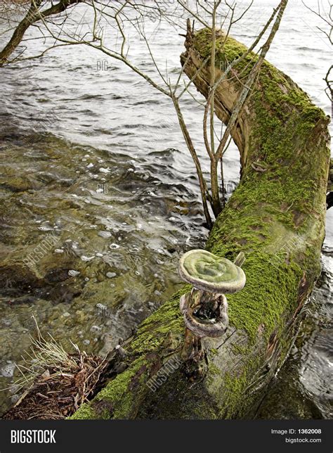 Tree Fungus Art 2 Image & Photo (Free Trial) | Bigstock