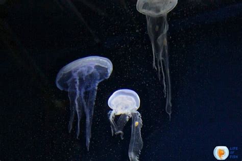 Moon Jellyfish Sting | Mind Numbing Facts