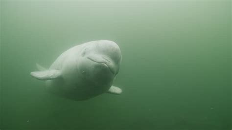 501 Beluga Whale Stock Videos, Footage, & 4K Video Clips - Getty Images