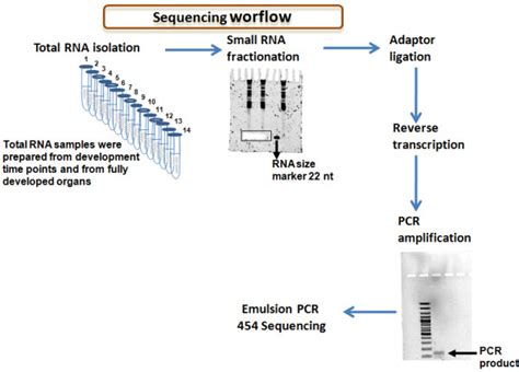 Outline of the experimental protocol used for preparation of small RNA... | Download Scientific ...