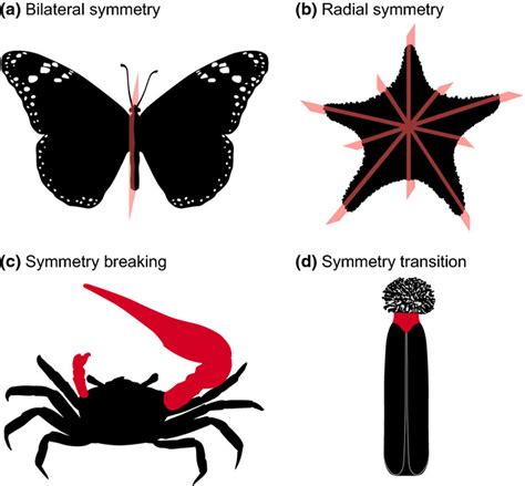 Biradial Symmetry