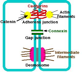 Desmosomes: Epidermal Strength and Adhesion - Virtual Beauty Corporation