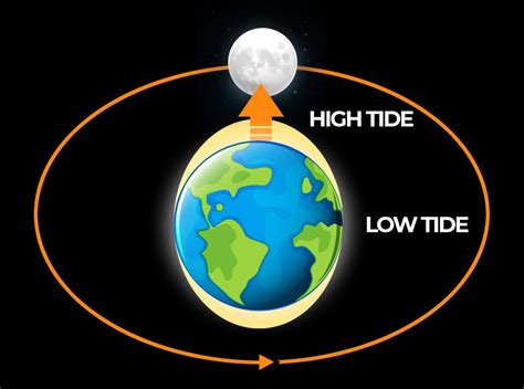 How the Moon Affects the Tides | Description & Diagrams