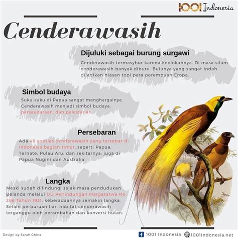 Cenderawasih, Burung Langka nan Elok dari Papua