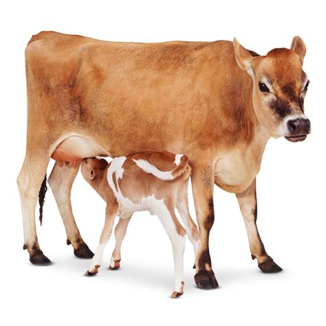 Cow Facts For Kids | Types Of Cow | DK Find Out