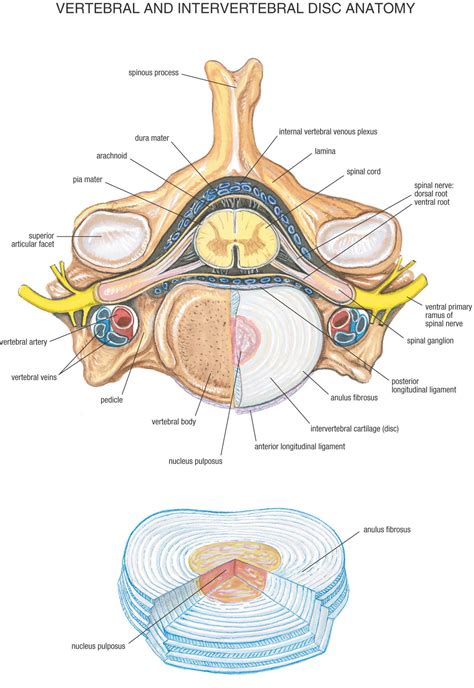 Intervertebral disc; Disk, Intervertebral; Intervertebral Disk