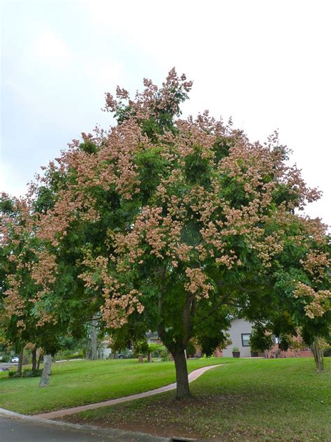 Koelreuteria paniculata, Koelreuteria bipinnata also known as Golden Rain tree, Varnish tree ...