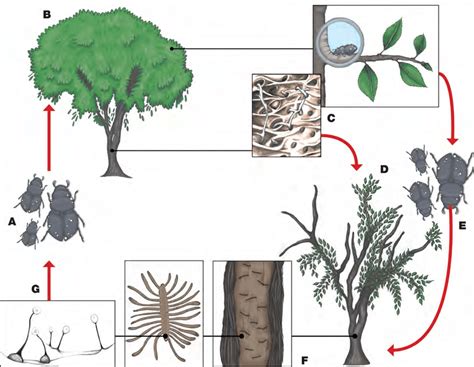 -Dutch elm disease (DED) cycle. Young elm bark beetles carrying spores... | Download Scientific ...