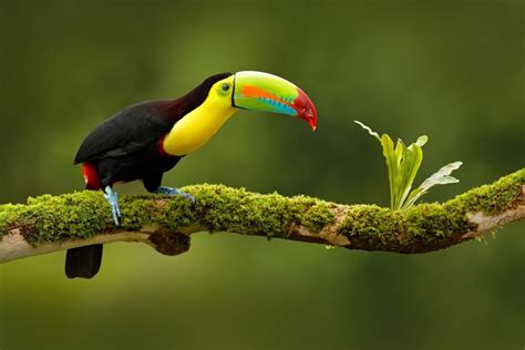 Ecuador Wildlife & Culture: Quito, Mindo, Yasuni National Park - 10 ...