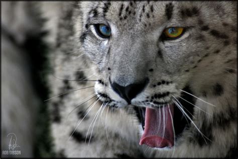 Snow Leopard - Coloured Eyes by Robgbsn on DeviantArt