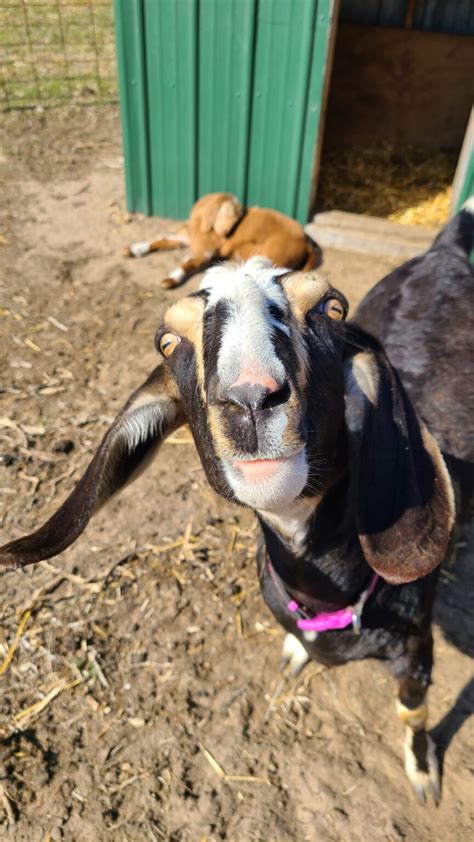 How to Trim Goat Hooves – Wild Reid Ranch