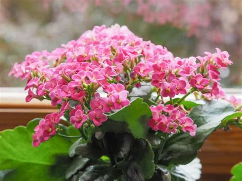 27 Indoor Flowering Plants: The Complete List (With Pictures) - Hort Zone