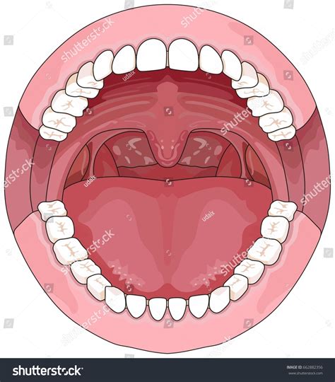 Labelling Teeth Diagram Clipart