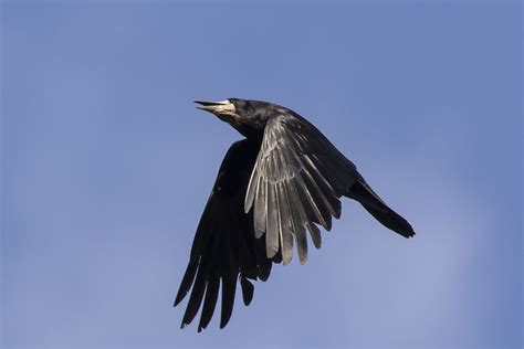 Rook | BirdForum