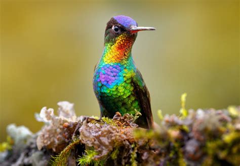 Hummingbirds have more colors than all other birds combined - Earth.com