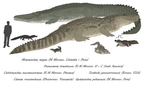 Multiple extinct caiman species, by artbyjrc. : r/Paleontology