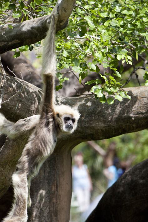 White-Handed Gibbon Swinging | ClipPix ETC: Educational Photos for Students and Teachers