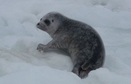 Ringed Seal Species Profile, Alaska Department of Fish and Game