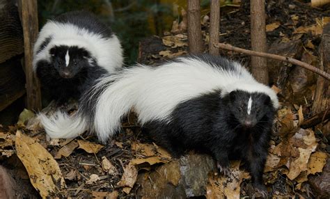 Striped skunk | Smithsonian's National Zoo and Conservation Biology Institute