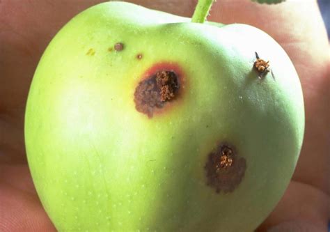 Apple Tree Pest Control Holes In Bark - Remove and destroyed infested ...