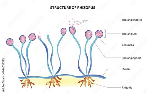 Vetor de Biological anatomy of Rhizopus (Rhizopus fungus structure) do ...