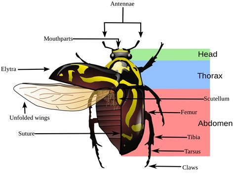 Basic Insect Morphology | Science Literacy and Outreach | Nebraska